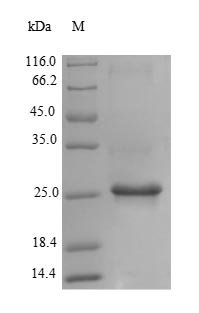 Bryonia dioica Ribosome-inactivating protein bryodin I, partial Recombinant Protein, N-His - BioCrest Sci