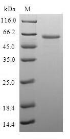 LIM and senescent cell antigen-like-containing domain protein 1 Recombinant Protein, Homo sapiens (Human), E.coli, N-terminal GST-tagged, 64.2 kDa, purity >≥ 90% as determined by SDS-PAGE.