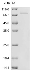 Human Butyrophilin-like protein 2 (BTNL2), partial Recombinant Protein, C-hFc1, aa 24–457, Homo sapiens (Human), Mammalian cell, C-terminal hFc1-tagged, 75.9 kDa, purity >≥ 90% as determined by SDS-PAGE.