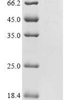 Mouse Cadherin-16 (Cdh16), partial Recombinant Protein, C-10His - BioCrest Sci