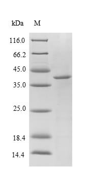 Escherichia coli O6:H1 Peptidyl-prolyl cis-trans isomerase A (ppiA) Recombinant Protein, Escherichia coli O6:H1 (strain CFT073 / ATCC 700928 / UPEC), E.coli, N-terminal 10xHis-SUMO-tagged and C-terminal Myc-tagged, 38.1 kDa, purity >≥ 85% as determined by SDS-PAGE.