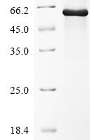 Drosophila melanogaster Protein shifted (shf) Recombinant Protein - BioCrest Sci