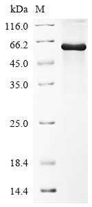 Drosophila melanogaster Protein shifted (shf) Recombinant Protein, Drosophila melanogaster(Fruit fly), E.coli, N-terminal 10xHis-tagged and C-terminal Myc-tagged, 54.8 kDa, purity >≥ 85% as determined by SDS-PAGE.