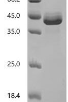 Mouse Bone morphogenetic protein 15 (Bmp15) Recombinant Protein, N-hFc1 - BioCrest Sci