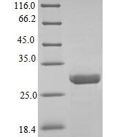 Crotalus adamanteus Snake venom metalloproteinase adamalysin-2 Recombinant Protein - BioCrest Sci