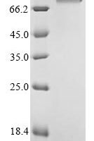 Bovine Pregnancy-associated glycoprotein 1 Recombinant Protein, C-hFc1 - BioCrest Sci