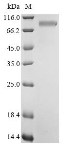Bovine Pregnancy-associated glycoprotein 1 Recombinant Protein, C-hFc1, Bos taurus (Bovine), Mammalian cell, C-terminal hFc1-tagged, 65.6 kDa, purity >≥ 85% as determined by SDS-PAGE.