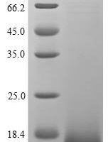 Human Proheparin-binding EGF-like growth factor (HBEGF), partial Recombinant Protein - BioCrest Sci