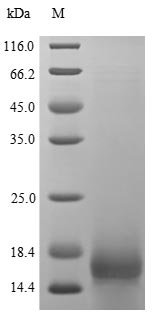 Human Proheparin-binding EGF-like growth factor (HBEGF), partial Recombinant Protein, Homo sapiens (Human), Yeast, C-terminal 6xHis-tagged, 11.7 kDa, purity >≥ 85% as determined by SDS-PAGE.