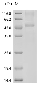 Mouse Bone morphogenetic protein 6 (Bmp6) Recombinant Protein, N-hFc1/C-10His, Mus musculus (Mouse), Mammalian cell, N-terminal hFc1-tagged and C-terminal 10xHis-tagged, 43.0 kDa, purity >≥ 85% as determined by SDS-PAGE.