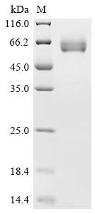 Human Leukocyte surface antigen CD47 (CD47), partial, Biotinylated Recombinant Protein, C-mFc-Avi, Homo sapiens (Human), Mammalian cell, C-terminal mFc-Avi-tagged, 43.3 kDa, purity >≥ 95% as determined by SDS-PAGE.≥ 95% as determined by SEC-HPLC.