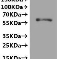Rat Glutamate receptor ionotropic, NMDA 1 (Grin1)(F484A,T518A,R523A,W731A), partial-VLPs, Fluorescent Recombinant Protein - BioCrest Sci