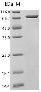 Mouse Proepiregulin (Ereg), partial Recombinant Protein, C-10His-HSA, Mus musculus (Mouse), Mammalian cell, C-terminal 10xHis-HSA-tagged, 73.5 kDa, purity >≥ 95% as determined by SDS-PAGE.≥ 90% as determined by SEC-HPLC.