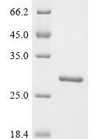Shigella flexneri Peptidoglycan-associated lipoprotein (pal) Recombinant Protein - BioCrest Sci