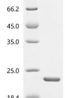 Human Bromodomain-containing protein 2 (BRD2), partial Recombinant Protein, N-His, aa 65–187, E.coli - BioCrest Sci