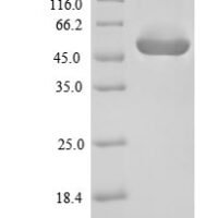 Enterococcus faecalis Gelatinase (gelE) Recombinant Protein - BioCrest Sci