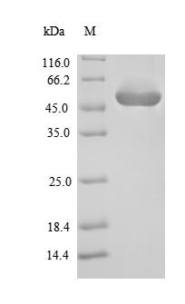 Enterococcus faecalis Gelatinase (gelE) Recombinant Protein, Enterococcus faecalis (strain ATCC 700802 / V583), E.coli, N-terminal 6xHis-SUMO-tagged, 47.5 kDa, purity >≥ 90% as determined by SDS-PAGE.