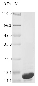 Escherichia coli Colicin-Ia (cia), partial Recombinant Protein, Escherichia coli, E.coli, N-terminal 6xHis-tagged, 15.7 kDa, purity >≥ 85% as determined by SDS-PAGE.