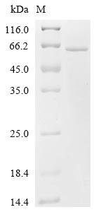 Mouse Perilipin-5 (Plin5) Recombinant Protein, Mus musculus (Mouse), E.coli, C-terminal 6xHis-tagged, 57.4 kDa, purity >≥ 95% as determined by SDS-PAGE.