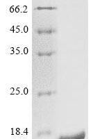 Escherichia phage lambda Capsid decoration protein (D) Recombinant Protein, N-His - BioCrest Sci