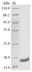 Escherichia phage lambda Capsid decoration protein (D) Recombinant Protein, N-His, Escherichia phage lambda (Bacteriophage lambda), E.coli, N-terminal 6xHis-tagged, 15.6 kDa, purity >≥ 85% as determined by SDS-PAGE.