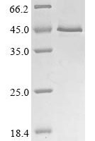Human Cytokine receptor-like factor 1 (CRLF1) Recombinant Protein, N-10His/C-Myc, aa 38–422, Baculovirus - BioCrest Sci
