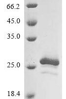 Xanthomonas campestris pv. translucens Ice nucleation protein (inaX), partial Recombinant Protein - BioCrest Sci