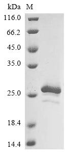 Xanthomonas campestris pv. translucens Ice nucleation protein (inaX), partial Recombinant Protein, Xanthomonas campestris pv. translucens, E.coli, N-terminal 6xHis-tagged, 22.3 kDa, purity >≥ 85% as determined by SDS-PAGE.