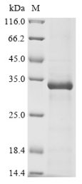 Human Granzyme B (GZMB) Recombinant Protein, N-His-B2M, Homo sapiens (Human), E.coli, N-terminal 6xHis-B2M-tagged, 39.5 kDa, purity >≥ 85% as determined by SDS-PAGE.