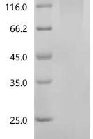 Human Cytotoxic granule associated RNA binding protein TIA1 (TIA1) Recombinant Protein, C-His - BioCrest Sci