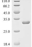 Clostridium pasteurianum Rubredoxin Recombinant Protein, N-GST, aa 1–54, Yeast - BioCrest Sci
