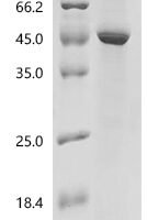 Pisum sativum Gibberellin 3-beta-dioxygenase 1 (LE) Recombinant Protein - BioCrest Sci
