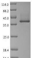 Staphylococcus aureus Phospholipase C (hlb) Recombinant Protein, N-His - BioCrest Sci