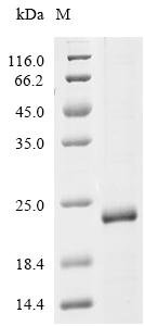 Acyrthosiphon pisum Odorant-binding protein3 (obp3) Recombinant Protein, Acyrthosiphon pisum (Pea aphid), E.coli, C-terminal 6xHis-tagged, 20.2 kDa, purity >≥ 85% as determined by SDS-PAGE.