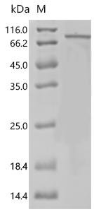 Human Metabotropic glutamate receptor 5 (GRM5), partial Recombinant Protein, N-His-SUMO, Homo sapiens (Human), E.coli, N-terminal 6xHis-SUMO-tagged, 81.4 kDa, purity >≥ 85% as determined by SDS-PAGE.