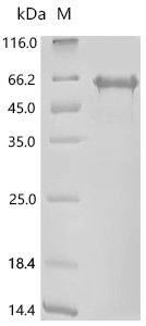 Human Desmoglein-1 (DSG1), partial Recombinant Protein, N-10His/C-Twin-Strep, Homo sapiens (Human), E.coli, N-terminal 10xHis-tagged and C-terminal Twin-Strep-tagged, 59.9 kDa, purity >≥ 85% as determined by SDS-PAGE.