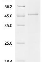 Mouse Mimecan (Ogn) Recombinant Protein - BioCrest Sci