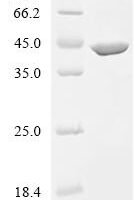 Lactobacillus acidophilus L-lactate dehydrogenase 1 (ldh1) Recombinant Protein - BioCrest Sci