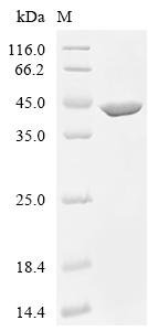 Lactobacillus acidophilus L-lactate dehydrogenase 1 (ldh1) Recombinant Protein, Lactobacillus acidophilus (strain ATCC 700396 / NCK56 / N2 / NCFM), E.coli, C-terminal 6xHis-tagged, 42.0 kDa, purity >≥ 95% as determined by SDS-PAGE.