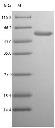 Vibrio vulnificus Cytolysin (vvhA) Recombinant Protein, Vibrio vulnificus (strain CMCP6), E.coli, N-terminal 10xHis-tagged and C-terminal Myc-tagged, 55.8 kDa, purity >≥ 85% as determined by SDS-PAGE.