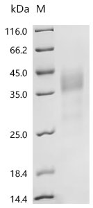 Mouse Macrophage colony-stimulating factor 1 (Csf1), partial Recombinant Protein, N-His, aa 33–262, Yeast, Mus musculus (Mouse), Yeast, N-terminal 6xHis-tagged, 28.0 kDa, purity >≥ 95% as determined by SDS-PAGE.