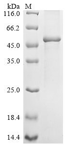 Human Keratin, type I cuticular Ha1 (KRT31) Recombinant Protein, Homo sapiens (Human), E.coli, C-terminal 6xHis-tagged, 54.1 kDa, purity >≥ 90% as determined by SDS-PAGE.