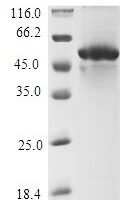 Escherichia coli Fe/S biogenesis protein NfuA (nfuA) Recombinant Protein - BioCrest Sci