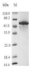 Escherichia coli Fe/S biogenesis protein NfuA (nfuA) Recombinant Protein, Escherichia coli (strain K12 / DH10B), E.coli, N-terminal GST-tagged, 47.7 kDa, purity >≥ 85% as determined by SDS-PAGE.