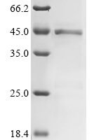 Suid herpesvirus 1 Envelope glycoprotein E (gE), partial Recombinant Protein - BioCrest Sci