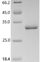 Mouse Interleukin-11 (Il11) Recombinant Protein, N-His, aa 22–199, MW 26.7 kDa - BioCrest Sci