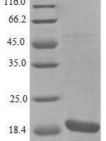 Bacillus subtilis Subtilosin-A (sboA) Recombinant Protein, N-His-KSI - BioCrest Sci