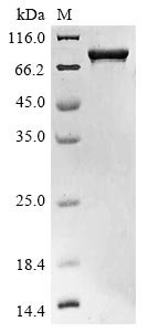 Human Dystroglycan (DAG1), partial Recombinant Protein, N-10His/C-Myc, aa 30–653, E.coli, Homo sapiens (Human), E.coli, N-terminal 10xHis-tagged and C-terminal Myc-tagged, 75.2 kDa, purity >≥ 85% as determined by SDS-PAGE.