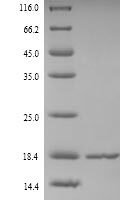 Salmonella typhi Universal stress protein A (uspA) Recombinant Protein, N-His, aa 2–144, Yeast - BioCrest Sci