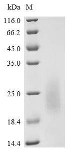 Human herpesvirus 2 E3 ubiquitin-protein ligase ICP0 (RL2),partial Recombinant Protein, Yeast, N-terminal 6xHis-sumostar-tagged, 23.7 kDa, purity >≥ 95% as determined by SDS-PAGE.